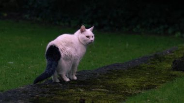 Bahçedeki beyaz kedi. 4K orta boy. Yavaş çekim seçici odak noktası.
