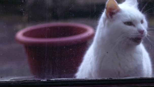 Gato Blanco Puerta Quiere Entrar Cerca Zoom Cámara Lenta Enfoque — Vídeos de Stock