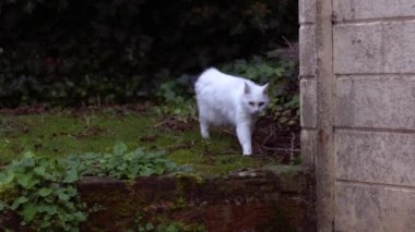 Beyaz kedi bahçeyi keşfediyor ve tırmanıyor. 4K orta çekim yavaş çekim seçici odak noktası.