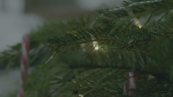 圣诞树上有灌木和糖果手杖 近旁有4K个娃娃投篮慢动作选择性焦距 — 图库视频影像