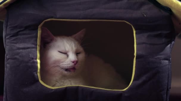 舒适的白色宠物猫睡觉猫的床中等变焦镜头选择性聚焦 — 图库视频影像