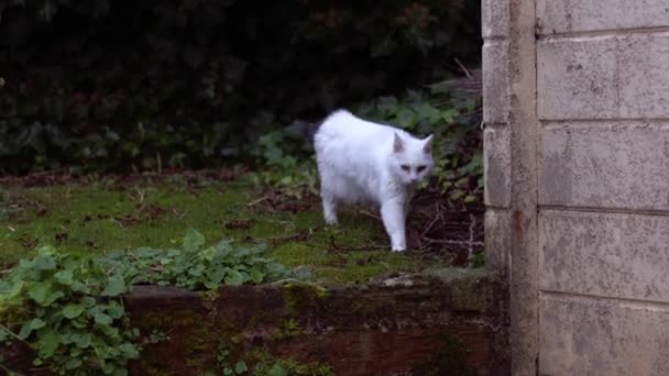Λευκό Κατοικίδιο Ζώο Γάτα Εξερεύνηση Και Αναρρίχηση Στον Κήπο Μεσαίου — Αρχείο Βίντεο
