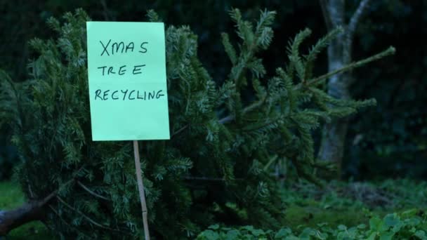 Recycling Oude Kerstboom Breed Dolly Schot Slow Motion Selectieve Focus — Stockvideo
