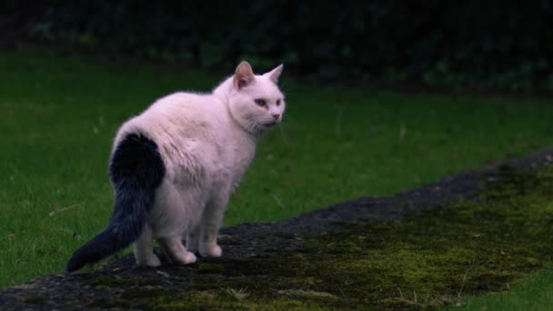 Λευκό Κατοικίδιο Ζώο Γάτα Στον Κήπο Μεσαίο Zoom Shot Αργή — Αρχείο Βίντεο