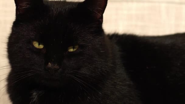 Content Male Black Cat Looks Camera Medium Portrait Zoom Slow — Stock Video