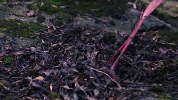 Raking Folhas Mortas Jardim Zoom Médio Tiro Foco Seletivo — Vídeo de Stock