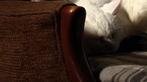 Rahat Beyaz Kedi Uyuyor Koltukta Uyanıyor Dolly Seçici Odak Noktası — Stok video