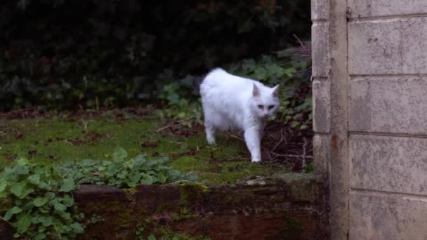 Gato Blanco Explorando Escalando Jardín Enfoque Selectivo Cámara Lenta Tiro — Vídeos de Stock
