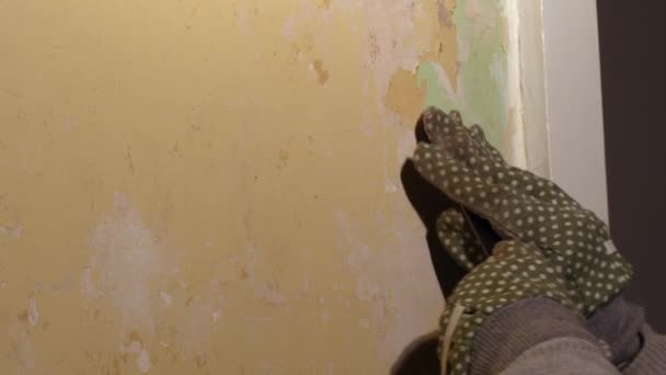 Hands Stripping Wallpaper Internal Home Wall Medium Zoom Shot Selective — Stock Video