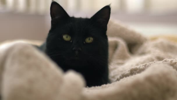 Content Cozy Male Black Cat Relaxes Blankets Medium Portrait Slow — Stock Video