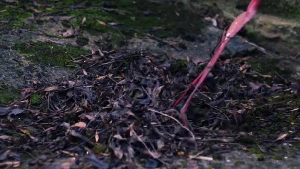 庭の中の死んだ葉を楽しくする4Kショット選択的な焦点 — ストック動画