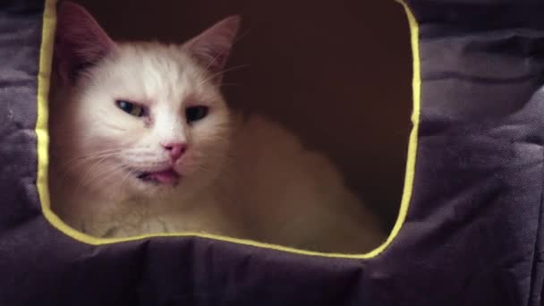 Cozy White Pet Cat Sleeping Cat House Bed Medium Zoom — Stock Video