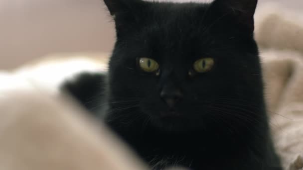 知足舒适的雄性黑猫在毛毯中放松近景4K慢动作选择性聚焦 — 图库视频影像