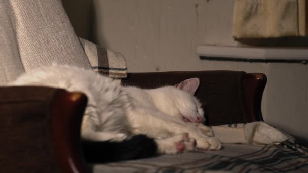 Mysig Vit Sällskapsdjur Katt Sover Och Vaknar Stol Medium Skott — Stockvideo