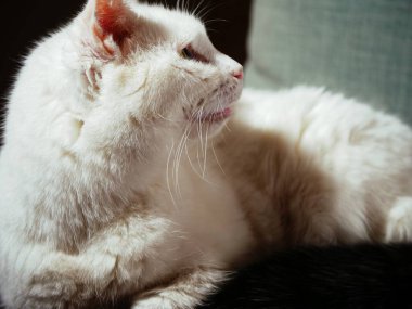 Beyaz kedi yakından bakıyor. Seçici odaklanma.