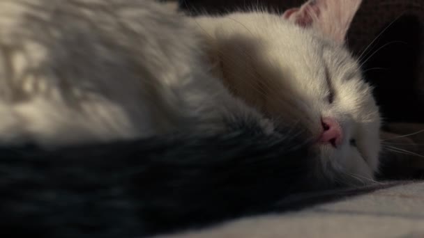 Mysig Vit Sällskapsdjur Katt Sover Stol Närbild Zoom Dolly Skott — Stockvideo