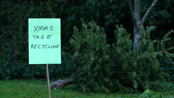 Ανακύκλωση Παλιό Χριστουγεννιάτικο Δέντρο Ευρύ Dolly Πυροβόλησε Αργή Κίνηση Επιλεκτική — Αρχείο Βίντεο