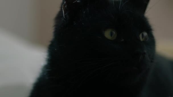 知足舒适的雄性黑猫在毛毯中放松近距离肖像缩放慢动作选择性聚焦 — 图库视频影像