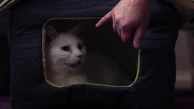 Sahibi rahat beyaz kedicik uyuyan kedi evi yatağı zoom orta derece seçici odaklanma