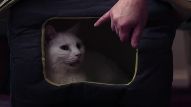 Eigenaar Huisdieren Gezellig Wit Huisdier Kat Slapen Kat Huis Bed — Stockvideo