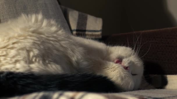 아늑한 고양이 잠자는 선택적인 초점에서 — 비디오