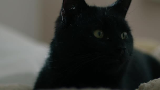 Содержание Уютный Мужчина Черный Кот Расслабляется Одеялах Закрыть Портрет Замедленной — стоковое видео