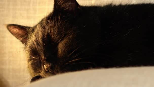 Contenuto Happy Male Black Cat Poggia Sul Divano Zoom Medio — Video Stock