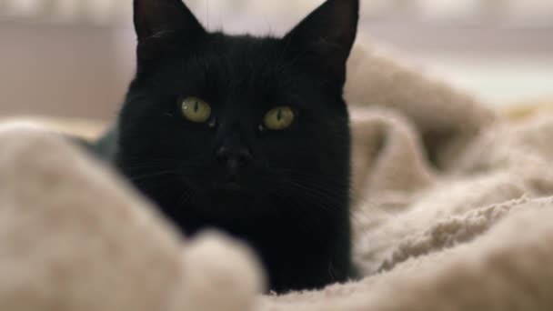 Content Cozy Male Black Cat Relaxes Blankets Medium Portrait Zoom — Stock Video