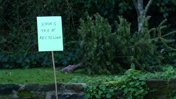 Recycling Régi Karácsonyfa Széles Zoom Lövés Lassított Felvétel Szelektív Fókusz — Stock videók