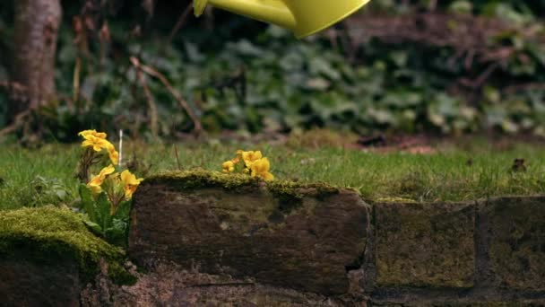 Flores Água Jardineiro Jardim Com Rega Amarela Pode Tiro Largo — Vídeo de Stock