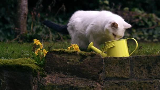 Домашняя Кошка Вкладывает Желтую Банку Полива Сад — стоковое видео