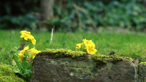 种植在花园草坪上的黄色报春花中4K中弹选择焦点 — 图库视频影像
