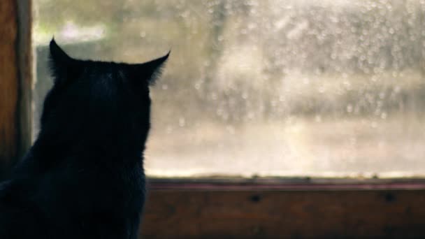 Черная Кошка Наблюдает Снег Падает Окно Средней Замедленной Съемки — стоковое видео