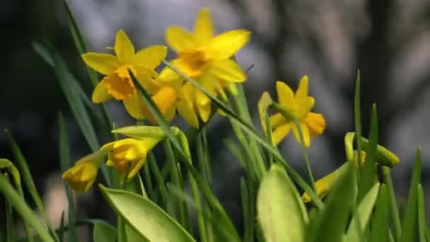Narciso Narciso Flor Enana Día Ventoso Primavera Primer Plano Zoom — Vídeo de stock