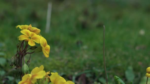 Bunga Primrose Kuning Tumbuh Taman Sedang Zoom Shot Selektif Fokus — Stok Video