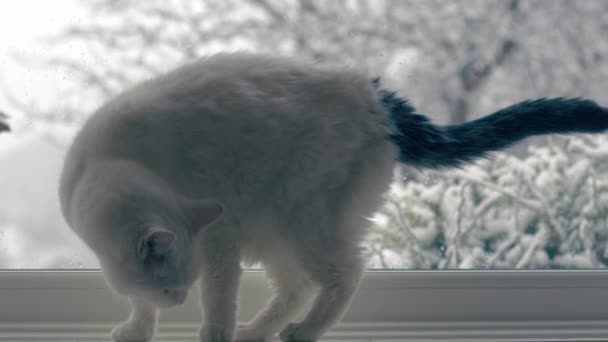 Белый Кот Сидит Окне Время Снег Падает Средний Зум Медленного — стоковое видео