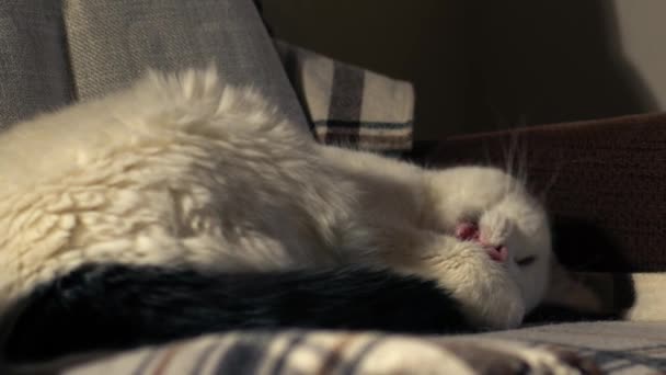 Przytulny Biały Zwierzak Kot Śpi Budzi Się Fotelu Zbliżenie Dolly — Wideo stockowe