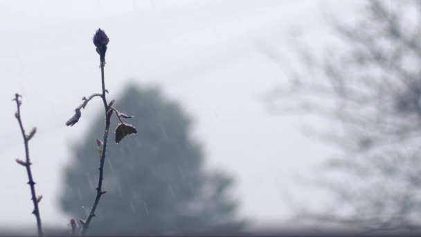 Χιόνι Πέφτει Κόκκινο Τριαντάφυλλο Στον Κήπο Μεσαίου Πυροβόλησε Επιλεκτική Εστίαση — Αρχείο Βίντεο