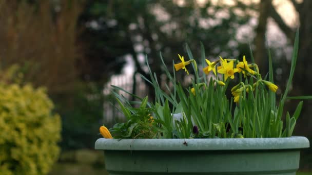 Daffodil Narcissus Flowers Yellow Watering Can Springtime Garden Wide Slow — Stock Video