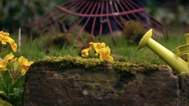 背景中带园艺师的黄色报春花投篮选择焦点 — 图库视频影像