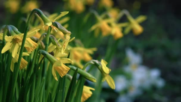 Påsklilja Narcissus Dvärg Blomma Blåsig Vår Dag Närbild Zoom Slow — Stockvideo