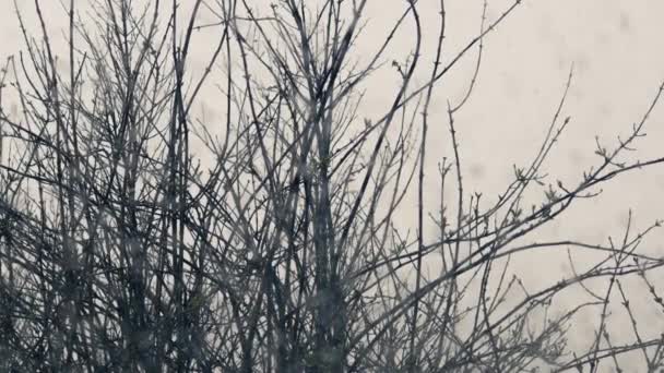 Χιόνι Πέφτει Δέντρα Την Ημέρα Του Χειμώνα Μέσο Zoom Shot — Αρχείο Βίντεο
