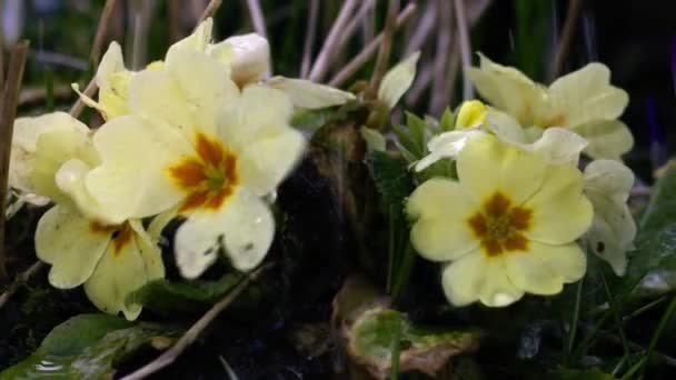 Watering Yellow Primrose Flowers Close Zoom Shot Slow Motion Selective — Stock Video