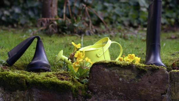 Żółte Kwiaty Pierwiosnka Podlewanie Puszki Buty Welington Szeroki Strzał Zoom — Wideo stockowe