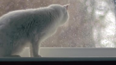 Kar yağarken beyaz kedi pencerede oturur. Orta yavaş çekim zoom çekimi seçici odak noktası 