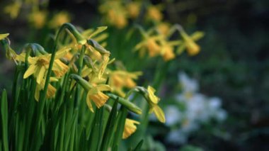 Rüzgarlı bahar gününde nergis narsisus cüce çiçeği 4k yavaş çekim seçici odak noktasını kapat