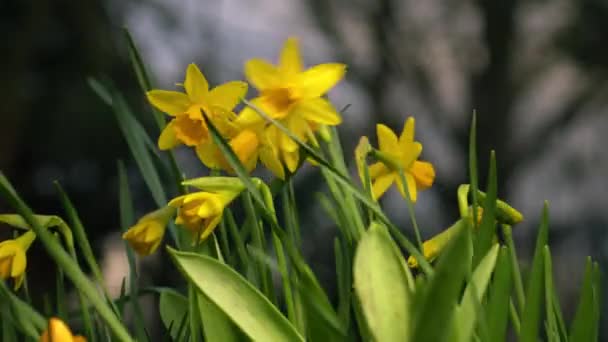 Rüzgarlı Bahar Gününde Nergis Narsisus Cüce Çiçeği Yavaş Çekim Seçici — Stok video