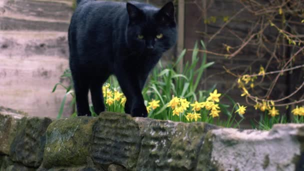 Czarny Mężczyzna Kot Rozciąga Się Ogród Średni Portret Powolny Ruch — Wideo stockowe