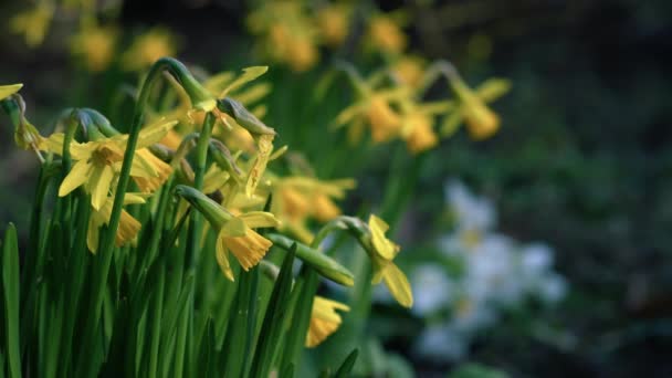 多风的春天里 水仙花矮花闭合4K慢动作选择性聚焦 — 图库视频影像