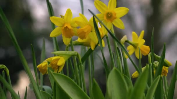 多风春天里的水仙矮花近距离变焦慢动作选择性聚焦 — 图库视频影像
